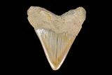 Bargain, Serrated Megalodon Tooth - Indonesia #154621-2